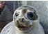 Seal Release - 25th November 2016
