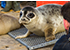 Seal Release - 25th November 2016
