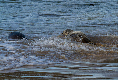 Seal Release - 25th November 2016
