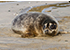 Seal Release - 25th November 2016