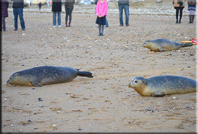 Seal Release on 28th November 2016