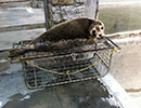 Seal Release - 26th June 2014