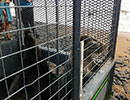 Seal Release - 26th June 2014
