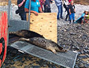 Seal Release - 26th June 2014