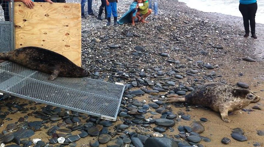Seal Release - 26th June 2014
