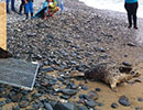 Seal Release - 26th June 2014