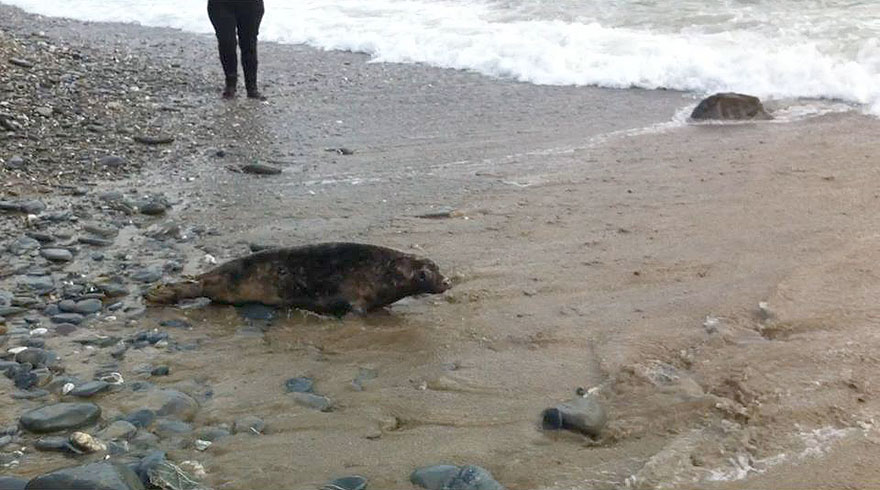 Seal Release - 26th June 2014