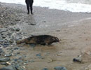 Seal Release - 26th June 2014