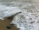 Seal Release - 26th June 2014