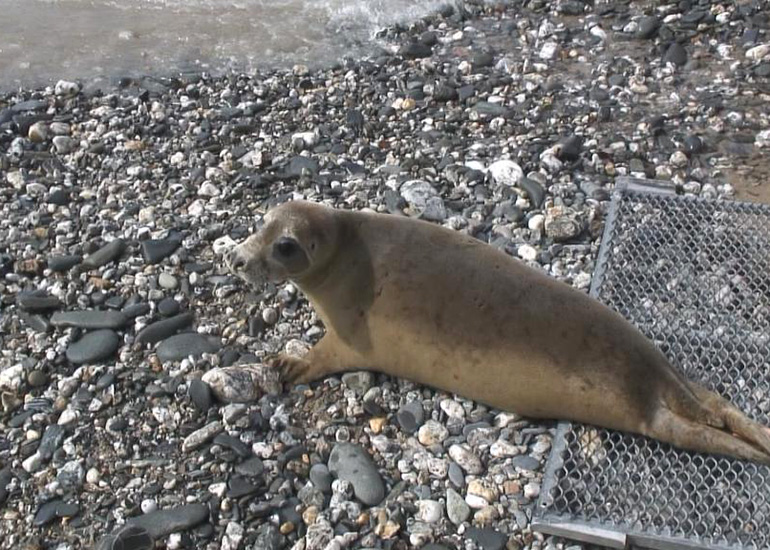 Seal Release - 28th May 2014