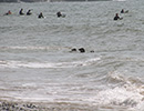 Seal Release - 28th May 2014