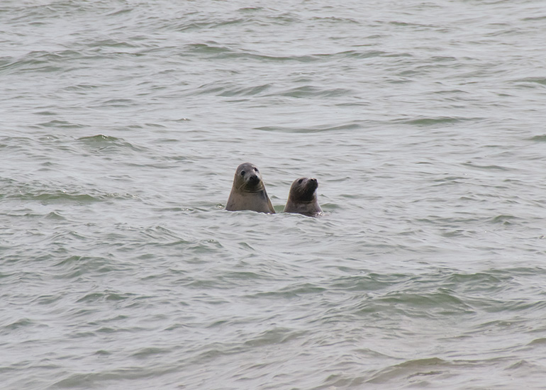 Seal Release - 28th May 2014