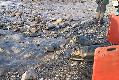 Seal Release - 1st January 2021