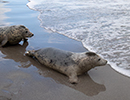 Seal Release - Saffron and Vanilla - 3rd March 2023