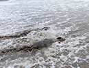 Seal Release - Saffron and Vanilla - 3rd March 2023