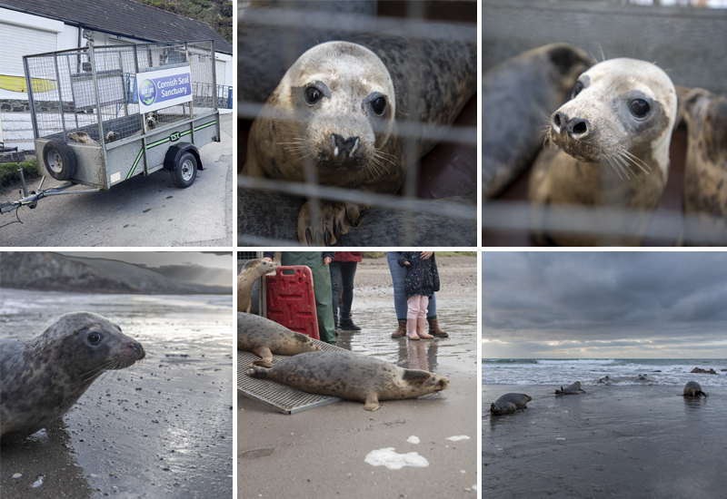 Seal Release - 3rd April 2023 - Photo Credit - Chris Webber  - BDMLR