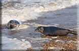 Seal Release - 3rd October 2023