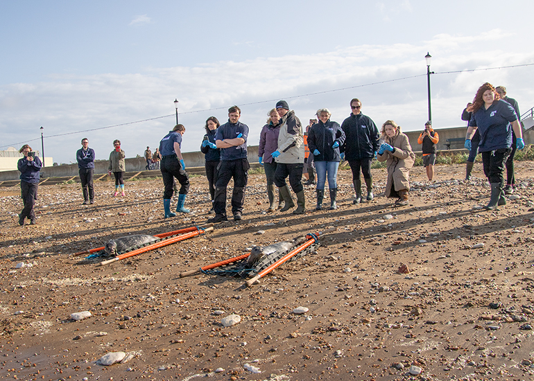 Rubicon and Nesquik - Common Seal pups - released on 3rd October 2023