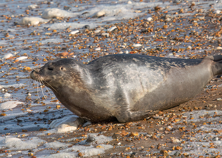 Rubicon and Nesquik - Common Seal pups - released on 3rd October 2023