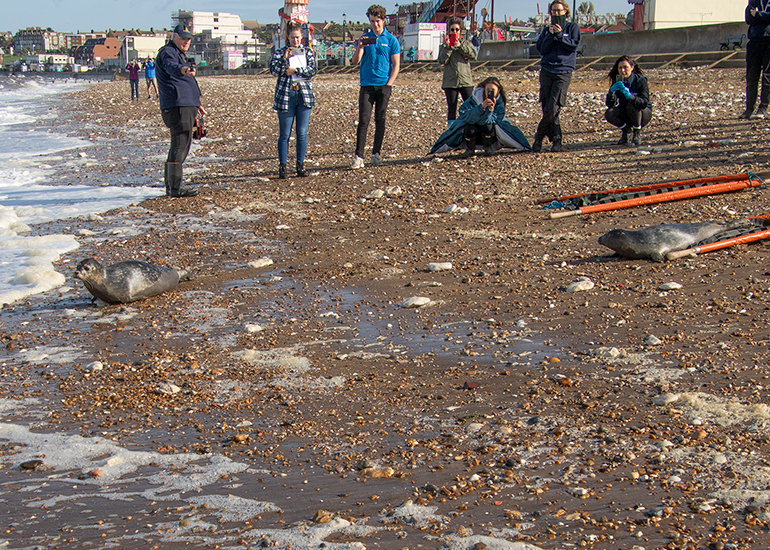 Rubicon and Nesquik - Common Seal pups - released on 3rd October 2023