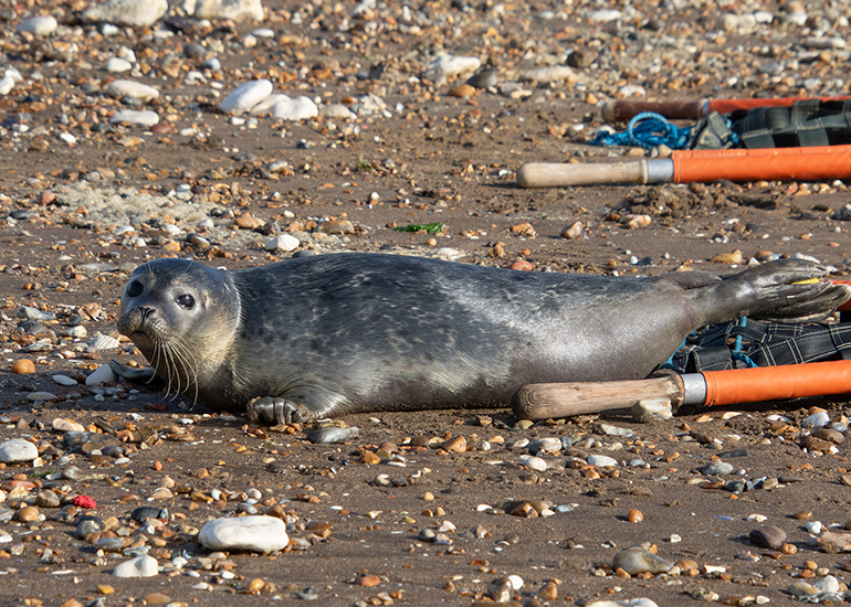 Rubicon and Nesquik - Common Seal pups - released on 3rd October 2023