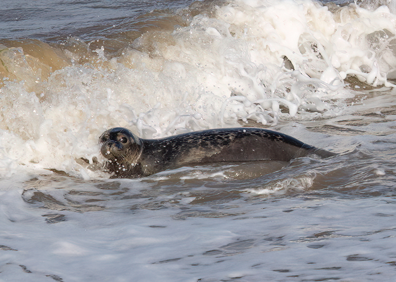Rubicon and Nesquik - Common Seal pups - released on 3rd October 2023