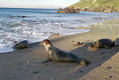 Seal Release - 4th January 2021