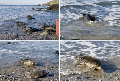 Seal Release - 5th November 2020