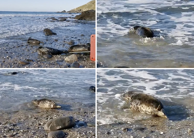 Seal Release - 5th November 2020