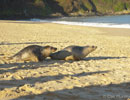 Seal Release - 9th January 2014