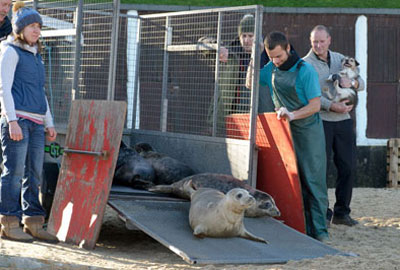 Seal release - photo by Dan Murphy