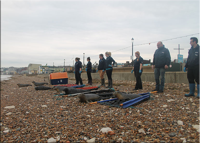 Seal Release 9th October 2017