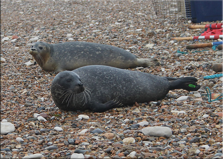 Seal Release 9th October 2017
