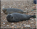 Seal Release - 9th October 2017