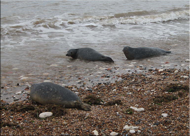 Seal Release 9th October 2017