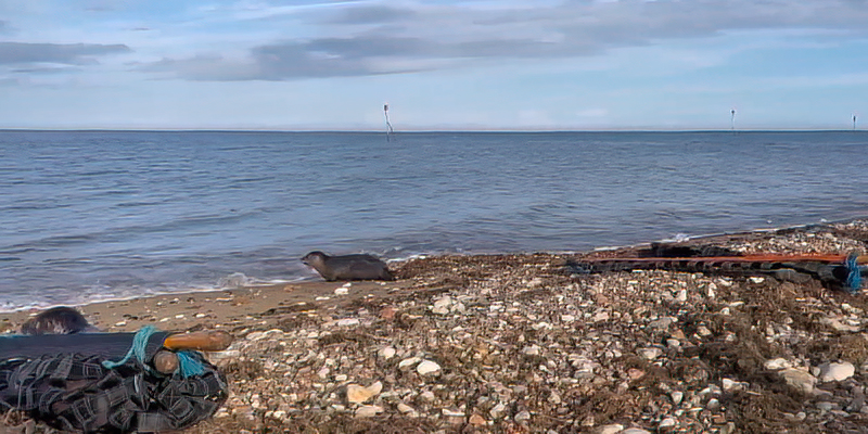 Seal Release