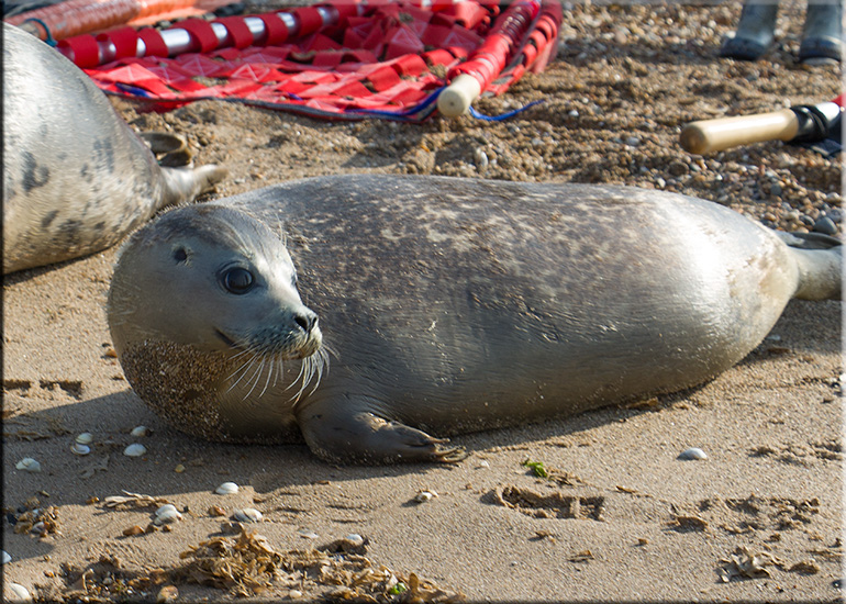 Seal Release - 11th April 2016