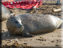 Seal Release - 11th April 2016