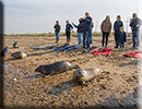 Seal Release - 11th April 2016