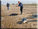 Seal Release - 11th April 2016