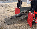 Seal Release - 11th June 2021 at Dollar Cove