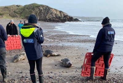 Seal Release - 13th January 2023 - Photo Credit : Lizzi Larbalestier