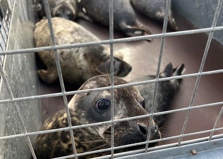 Seal Release - 13th January 2023 - Photo Credit - Lizzi Larbalestier - BDMLR