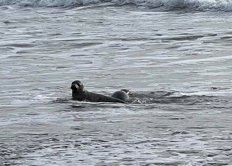 Seal Release - 13th January 2023 - Photo Credit - Lizzi Larbalestier - BDMLR