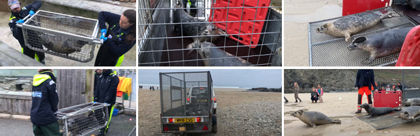 Seals released back into the wild on 13th April 2022