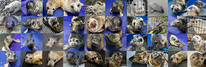 Seals released back into the wild on 13th April 2022