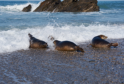 Seal Release