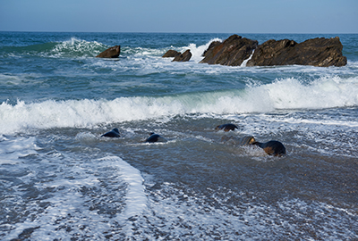 Seal Release - 13th June 2017