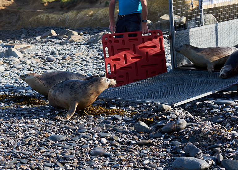 Seal Release of Caiman, Lobster, Mantis Shrimp, Fish and Flamingo on 13th June 2017