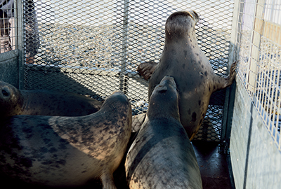 Seal Release - 13th June 2017